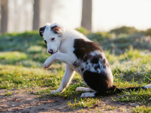 Mixed-breed puppy licks its paw in the grass