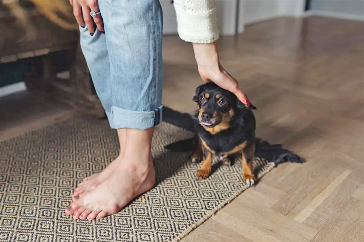 Person petting a dog