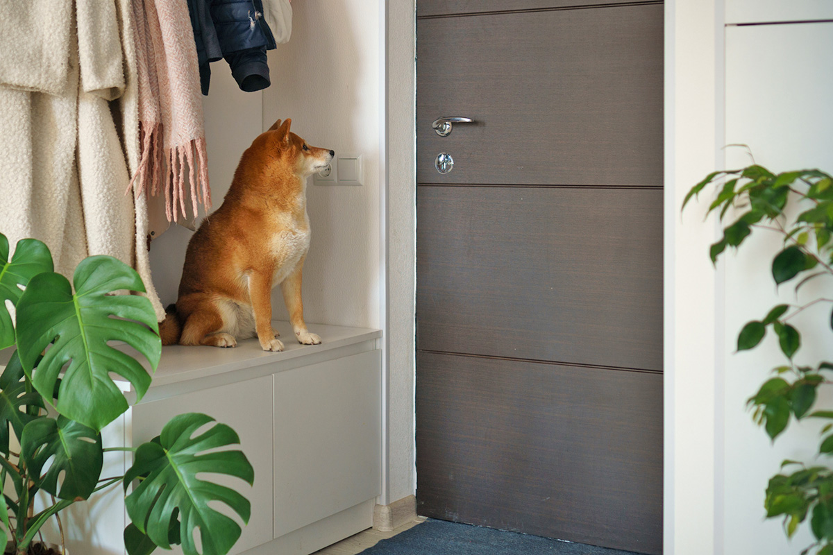 Shiba Inu looking at a closed door