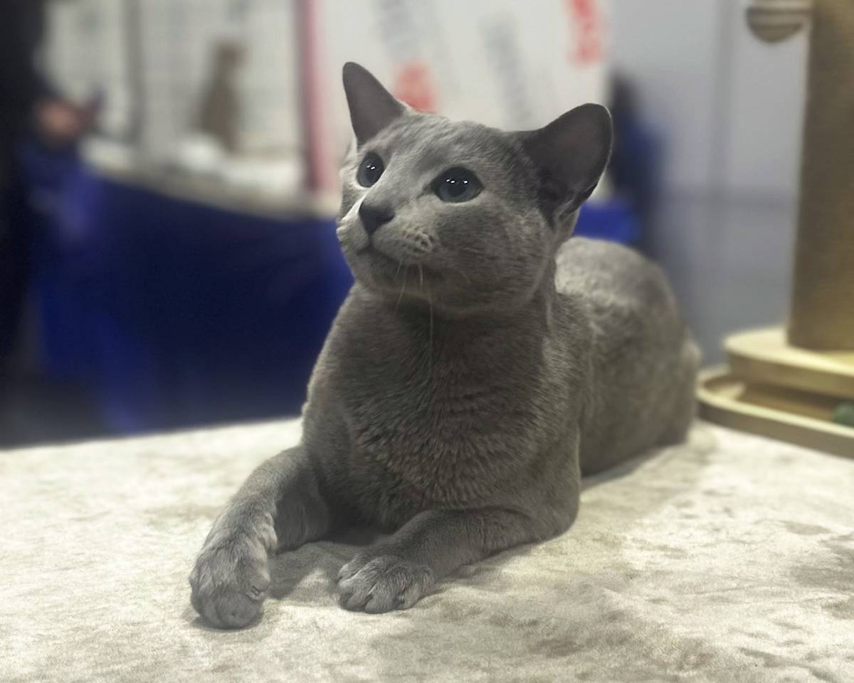 Cat show live