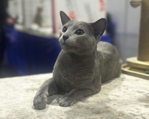 Cat show live