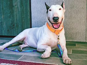 Man arrested after dog abandoned during Hurricane Milton.