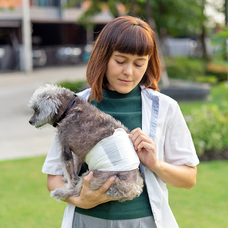 Woman adjusting the diaper on her small black dog.