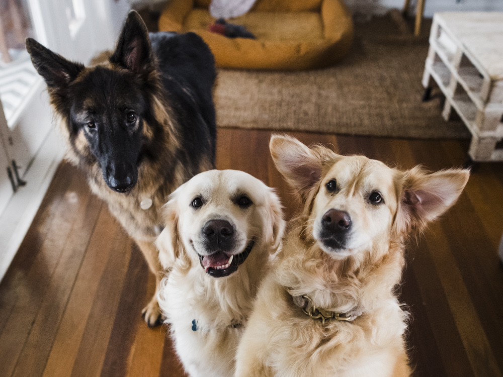 3 dogs posed together in a house 