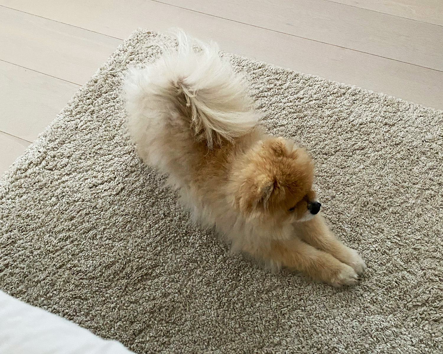 Dog doing downward dog stretch