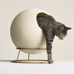 a cat leans out of a sphere