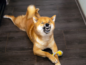 Shiba inu dog sneezing.