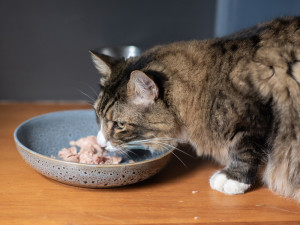 a fluffy cat eating food from a bowl