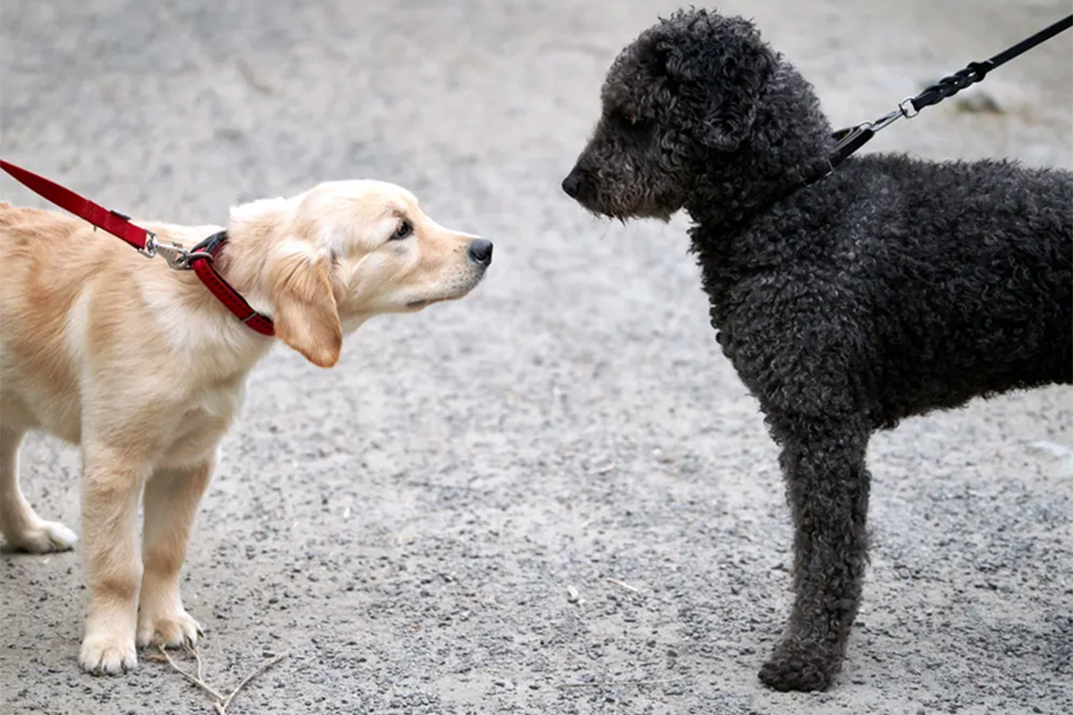 Two dogs meeting on a leash