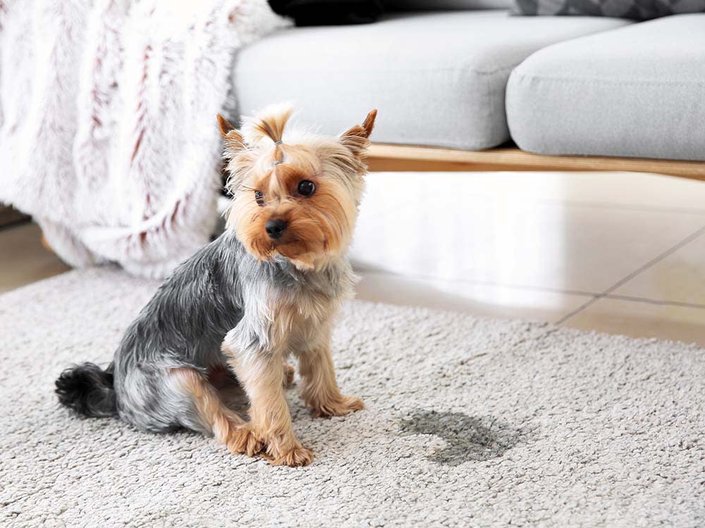 dog near wet spot on carpet