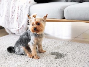 dog near pee spot on carpet