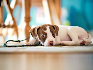 Cute puppy being tethered to a table at home.