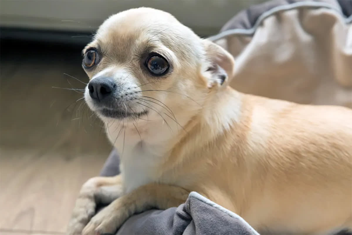 Anxious dog on a person's lap
