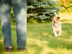 Dog running toward person