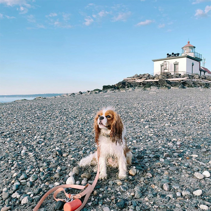 a dog on the beach at Discovery Park