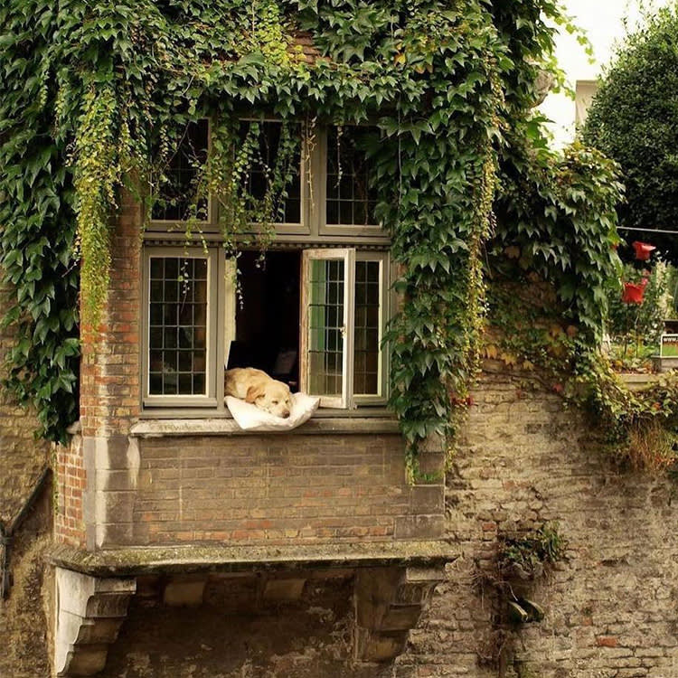 A dog resting its head on a pillow while peaking its head out the window. 