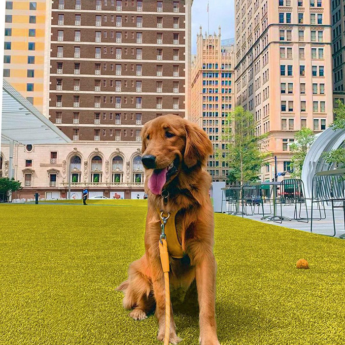 a large brown dog outside at AT&T discovery