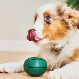 Mini shepherd laying on ground licking pupsicle toy