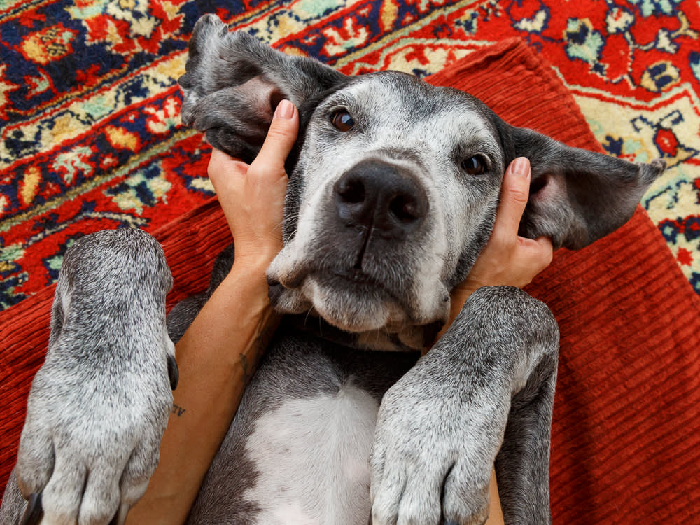 Crop Owner Caressing Dog On Floor