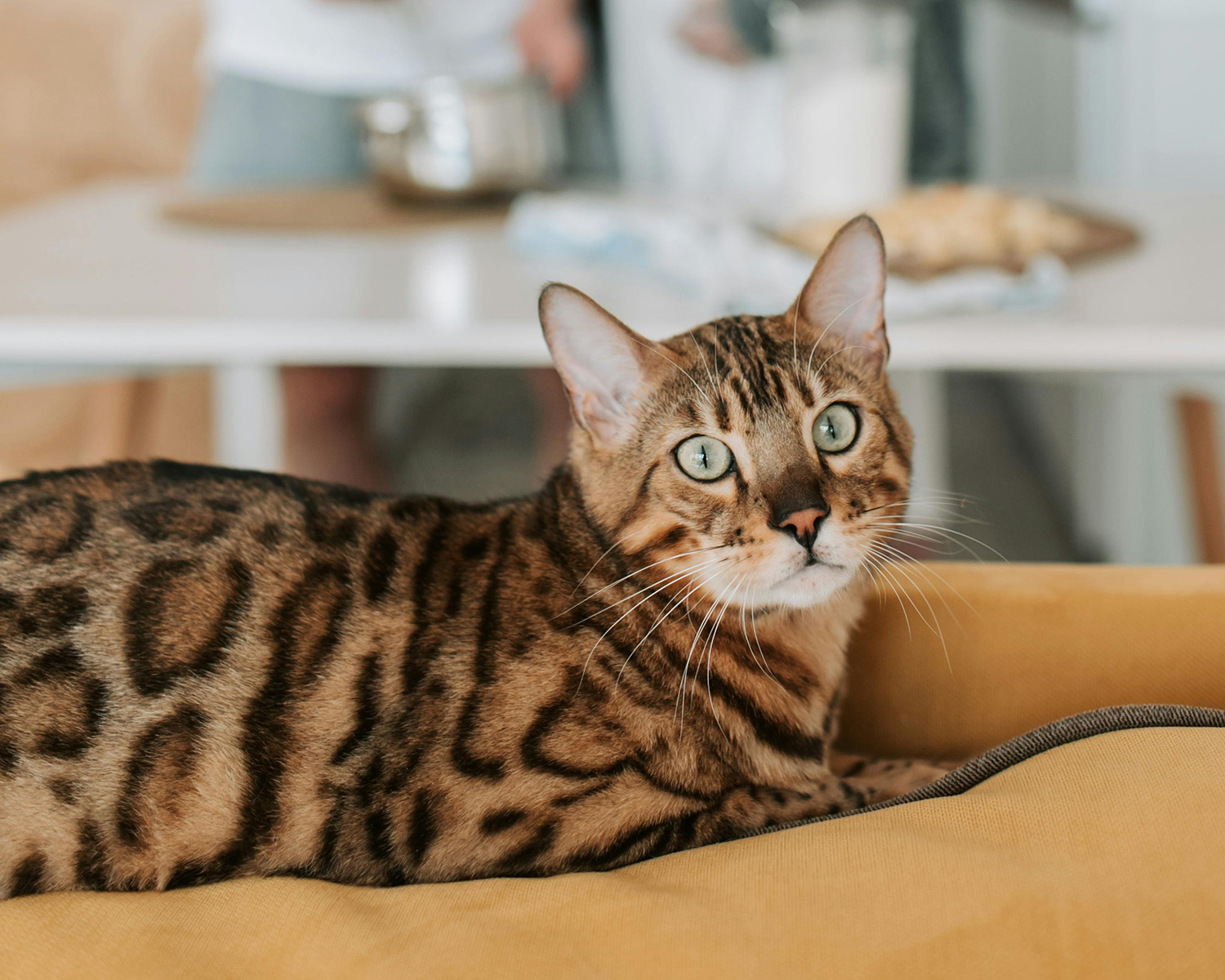 a picture of a startled bengal cat lying on a couch