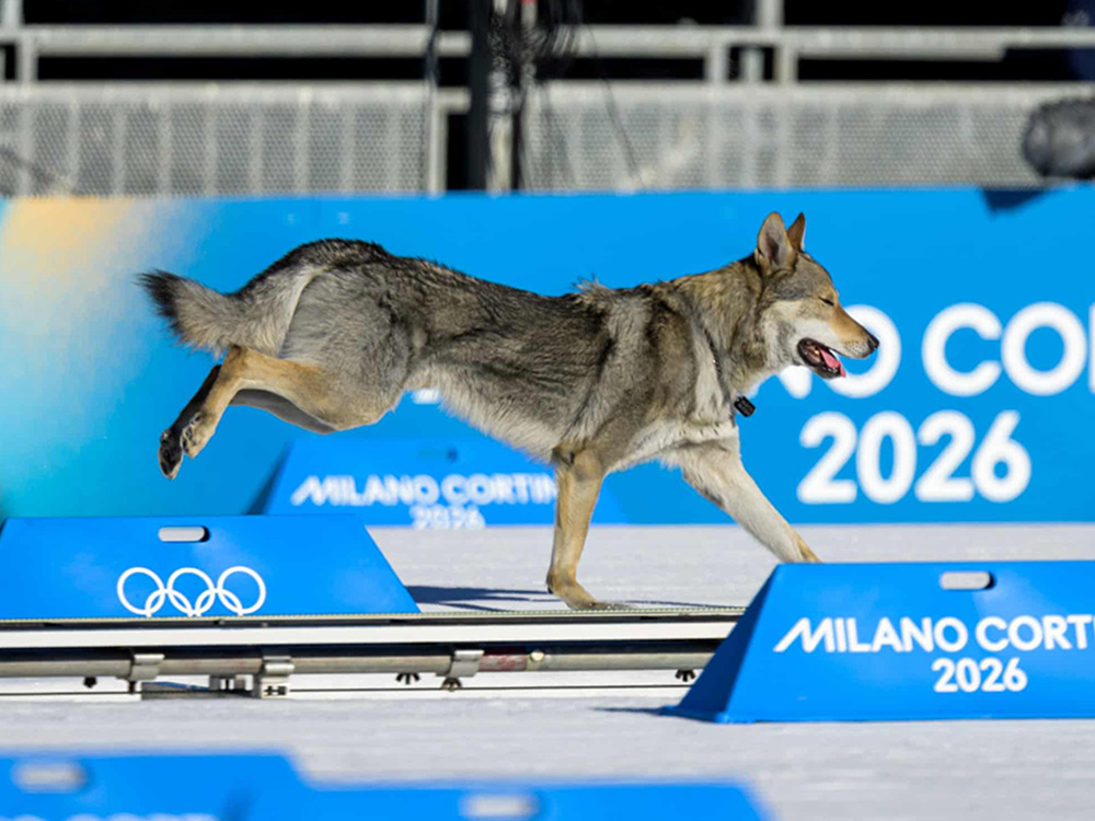 Very good dog invades course but falls short of medal glory at Winter Olympics.