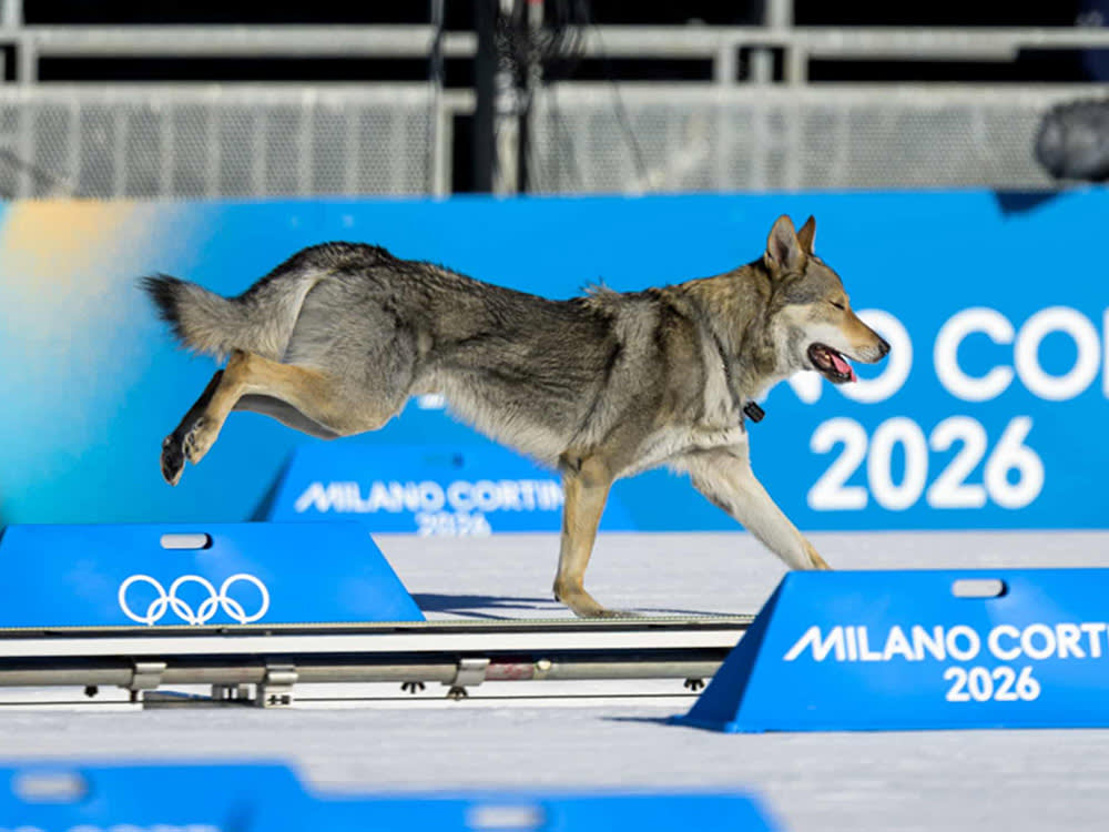 Very good dog invades course but falls short of medal glory at Winter Olympics.