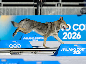 Very good dog invades course but falls short of medal glory at Winter Olympics.
