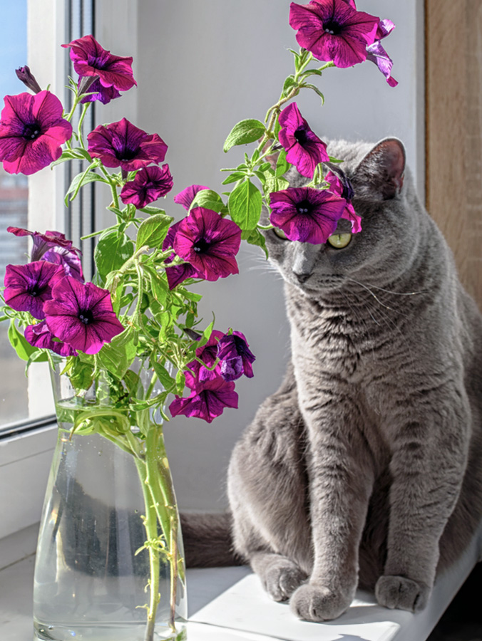 Cat sitting by the window and a vase full of petunias.