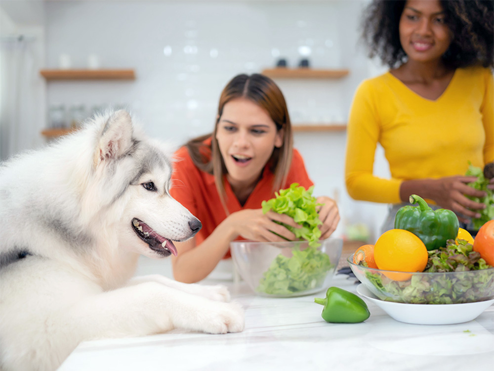 Dog trying to eat Bell Pepper off the kitchen counter.