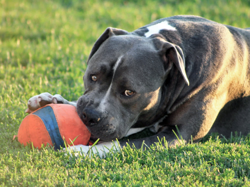picture of large xl bully dog chewing an orange ball