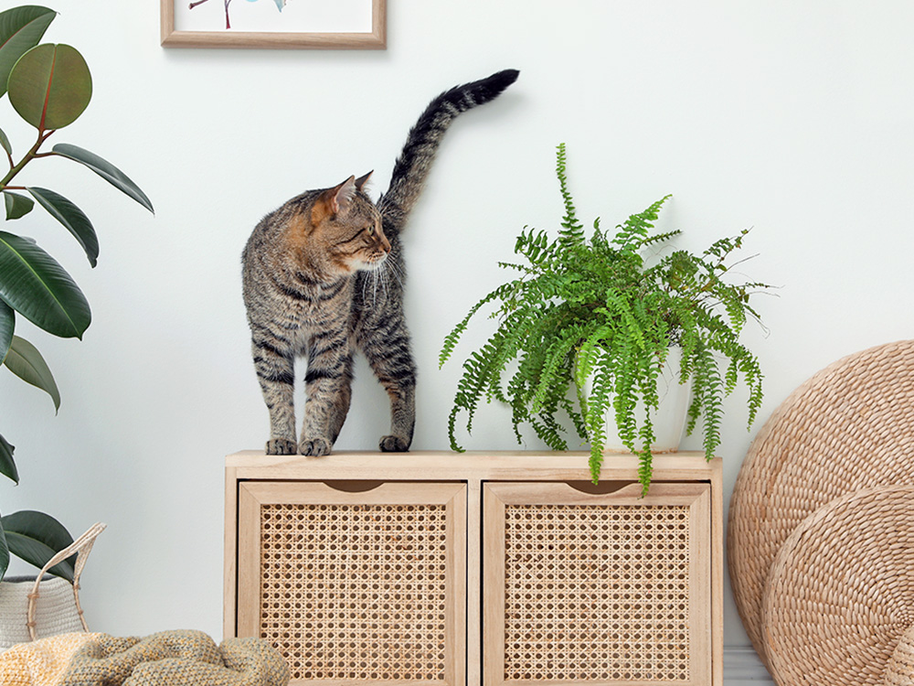 Cat standing in living room next to a fern plant.