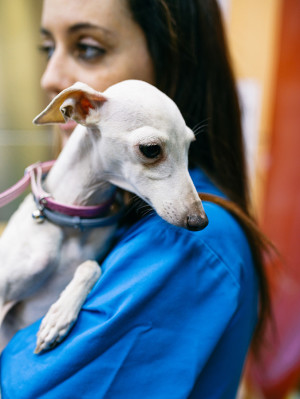 Young woman carrying cute Italian Greyhound while working in modern veterinarian clinic.
