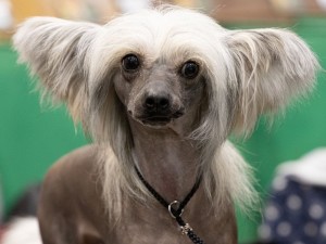 chinese crested dog crufts