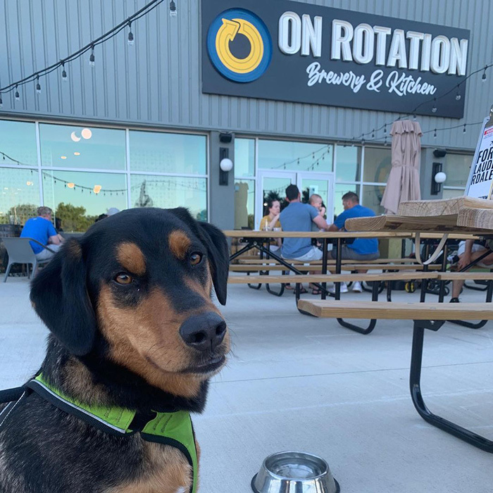 a large black and brown dog in front of On Rotation 