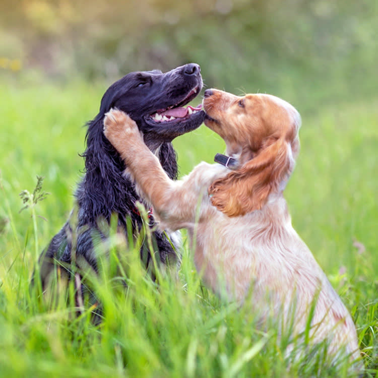 Two dogs hugging outside in a field.