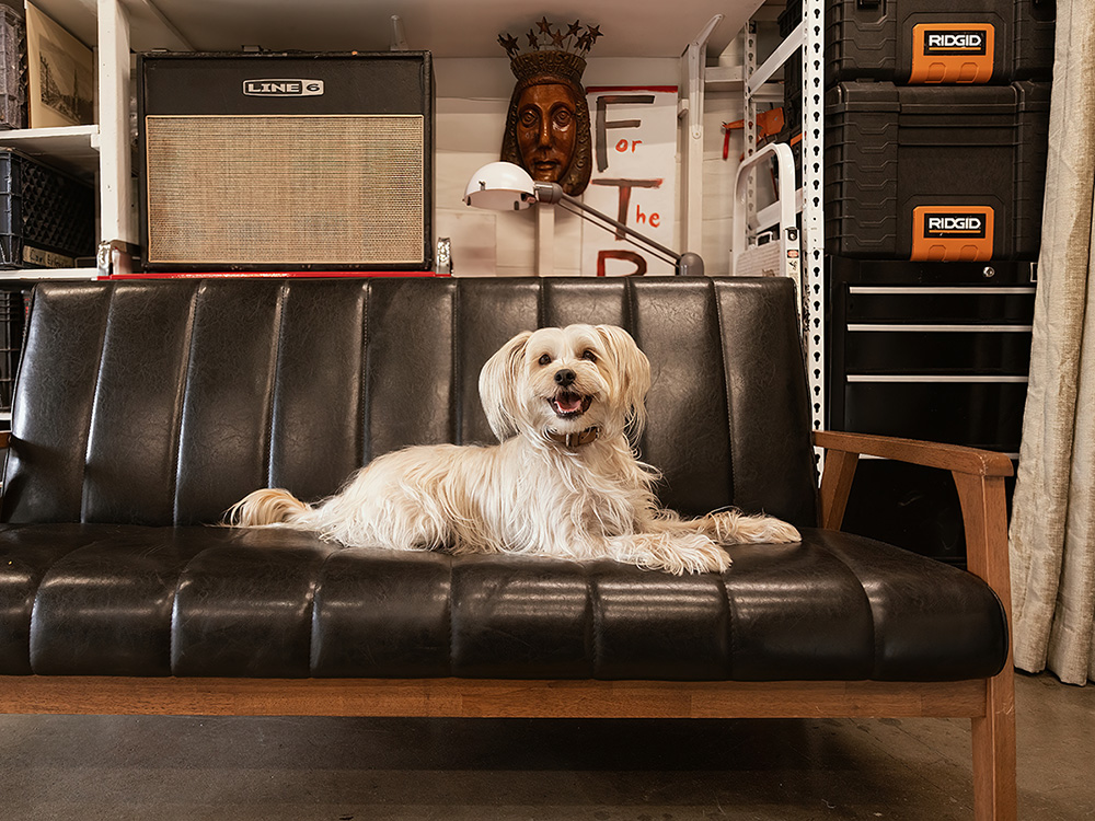 Stephanie Shepherd's small white dog, Binx