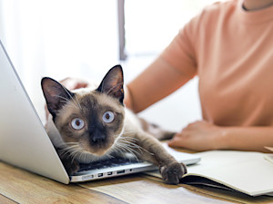Funny cat laying on woman's laptop computer.