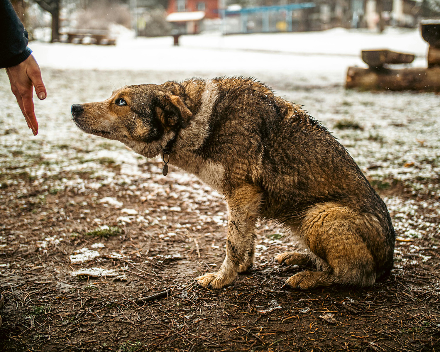 unsure brown dog looking at human hand