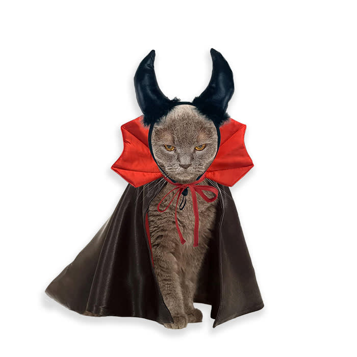 cat in a devil costume