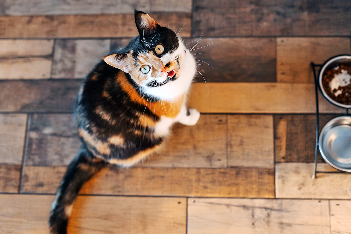 Cat meowing by food bowl