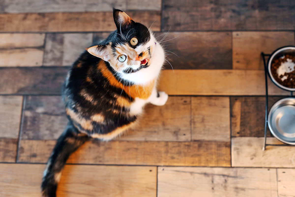 Cat meowing by food bowl