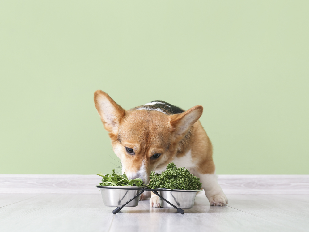 Can Dogs Eat Kale Or Other Leafy Vegetables? · The Wildest