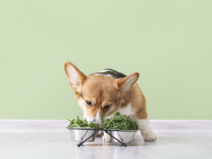 A dog sniffing leafy greens in a food dish. 