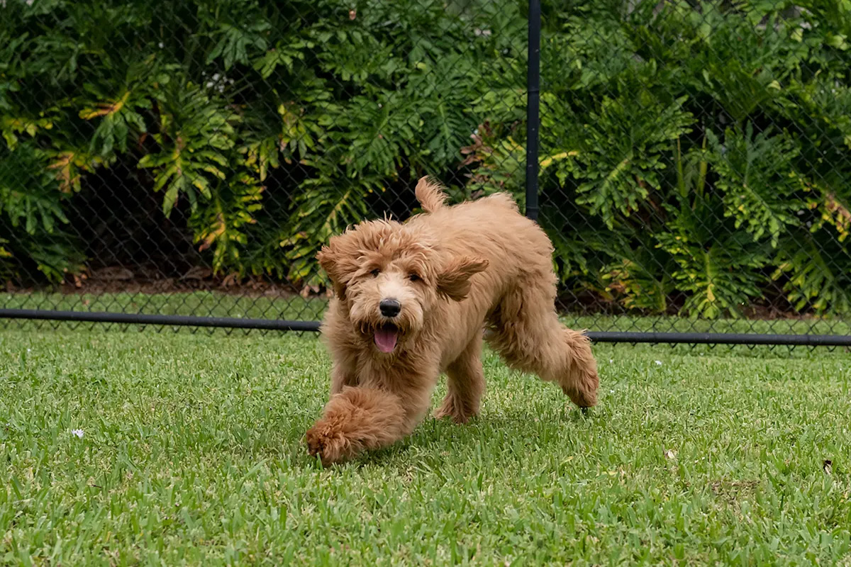 Dog running outdoors