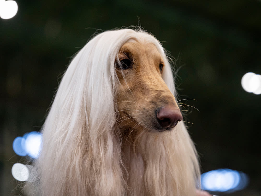 Afgan Hound