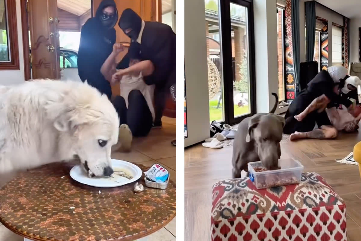pet parents pretend to carry out a kidnapping to see how their dog will react for a tiktok challenge