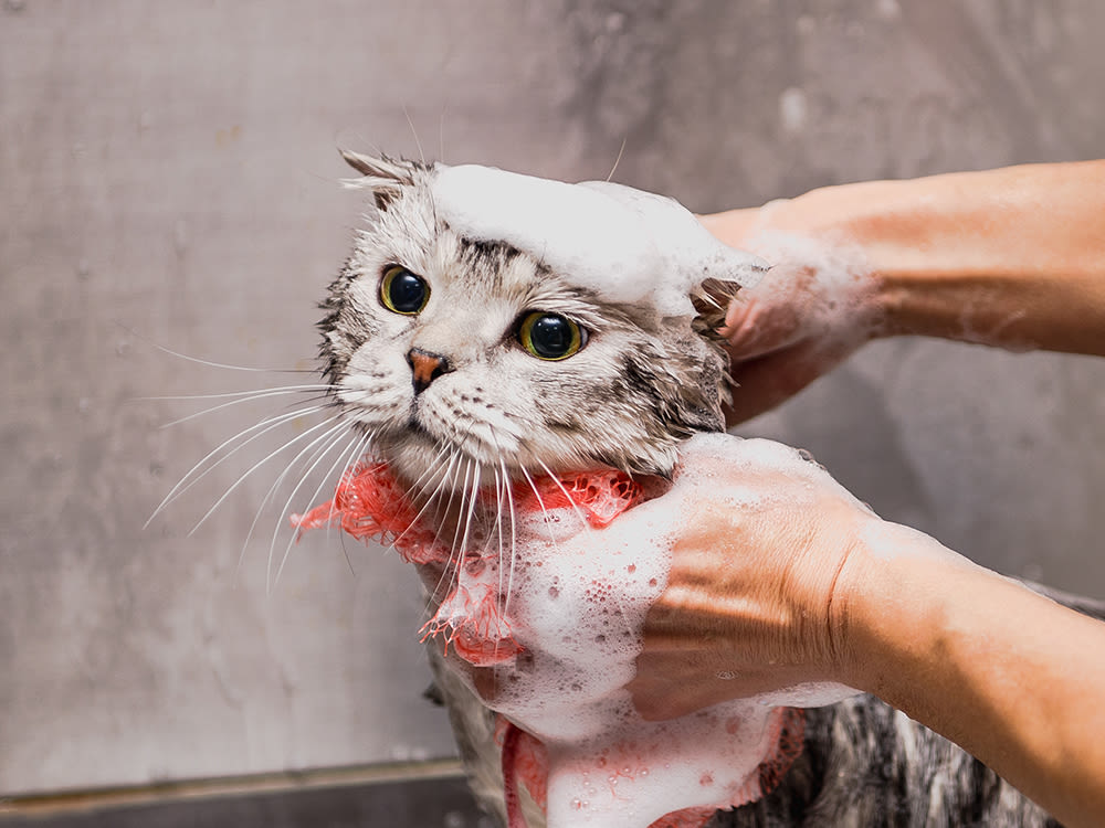 Cat being washed by a groomer