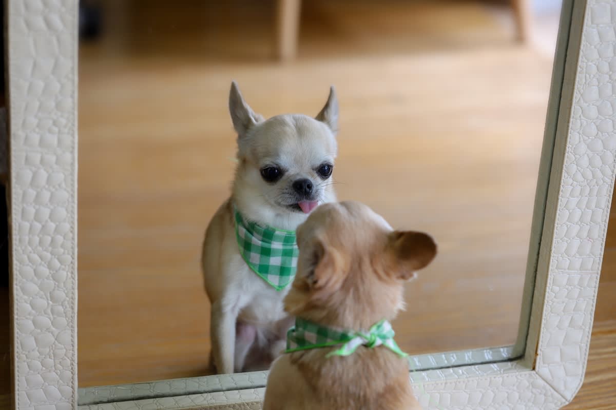 a picture of a little chihuahua looking in a mirror sticking their tongue out
