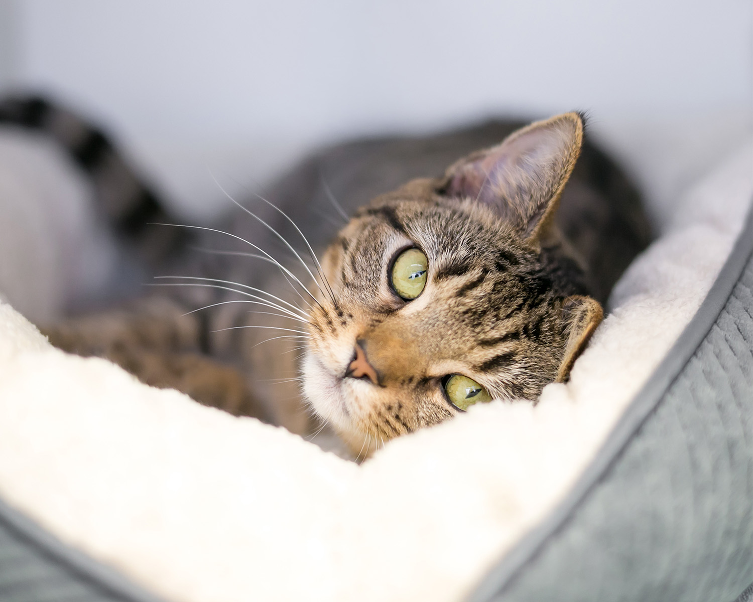 Cat lying in fluffy bed