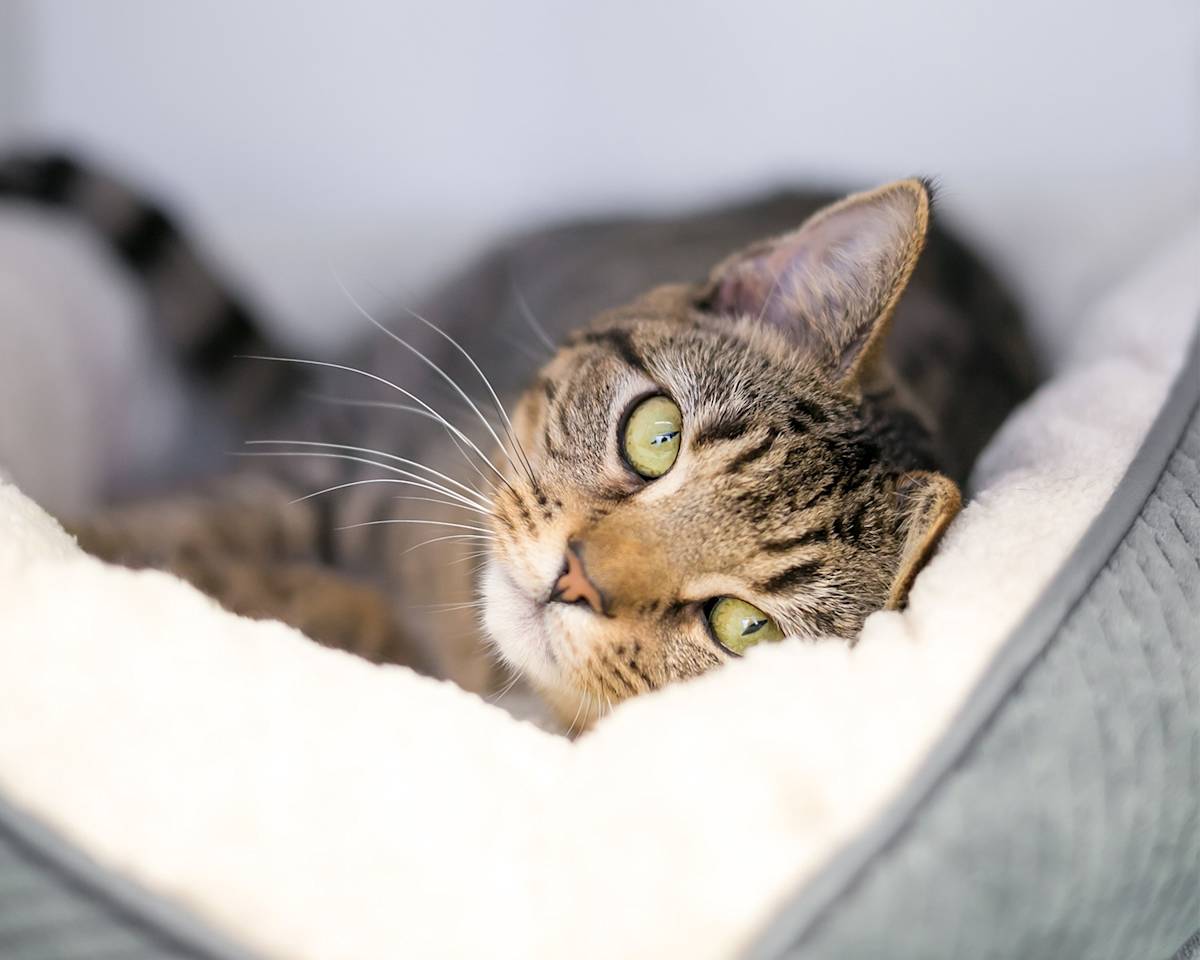 Cat lying in fluffy bed